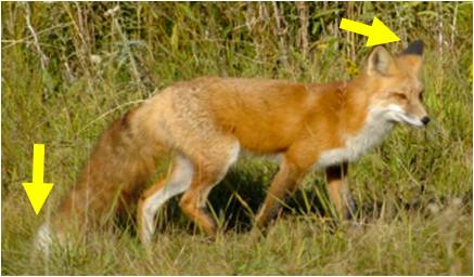 coyote fox hybrid