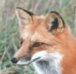 california fox sounds